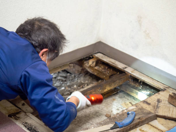 Best Emergency Mold Removal  in Skyline View, PA