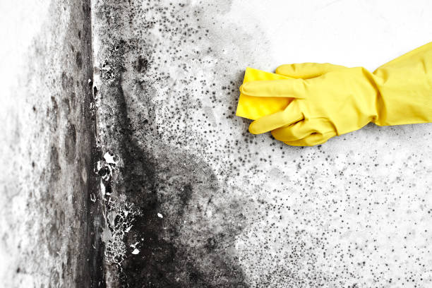 Crawl Space Mold Removal in Skyline View, PA