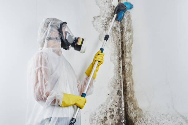 Best Office Mold Removal Services  in Skyline View, PA