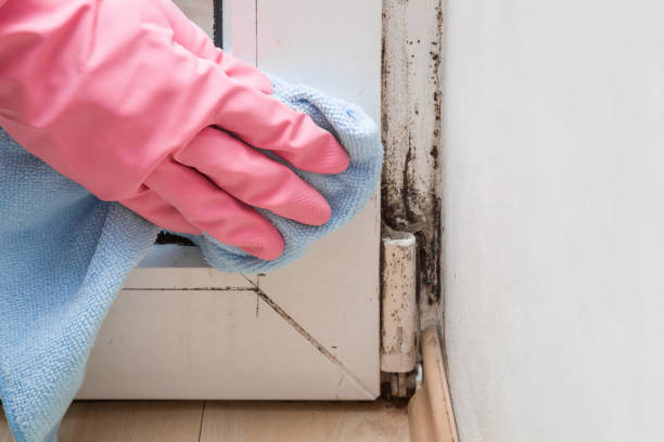 Best Toxic Mold Removal  in Skyline View, PA